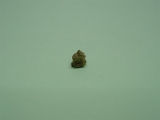 Indusiumformer