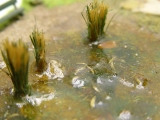 Diorama "Baden im Teich"